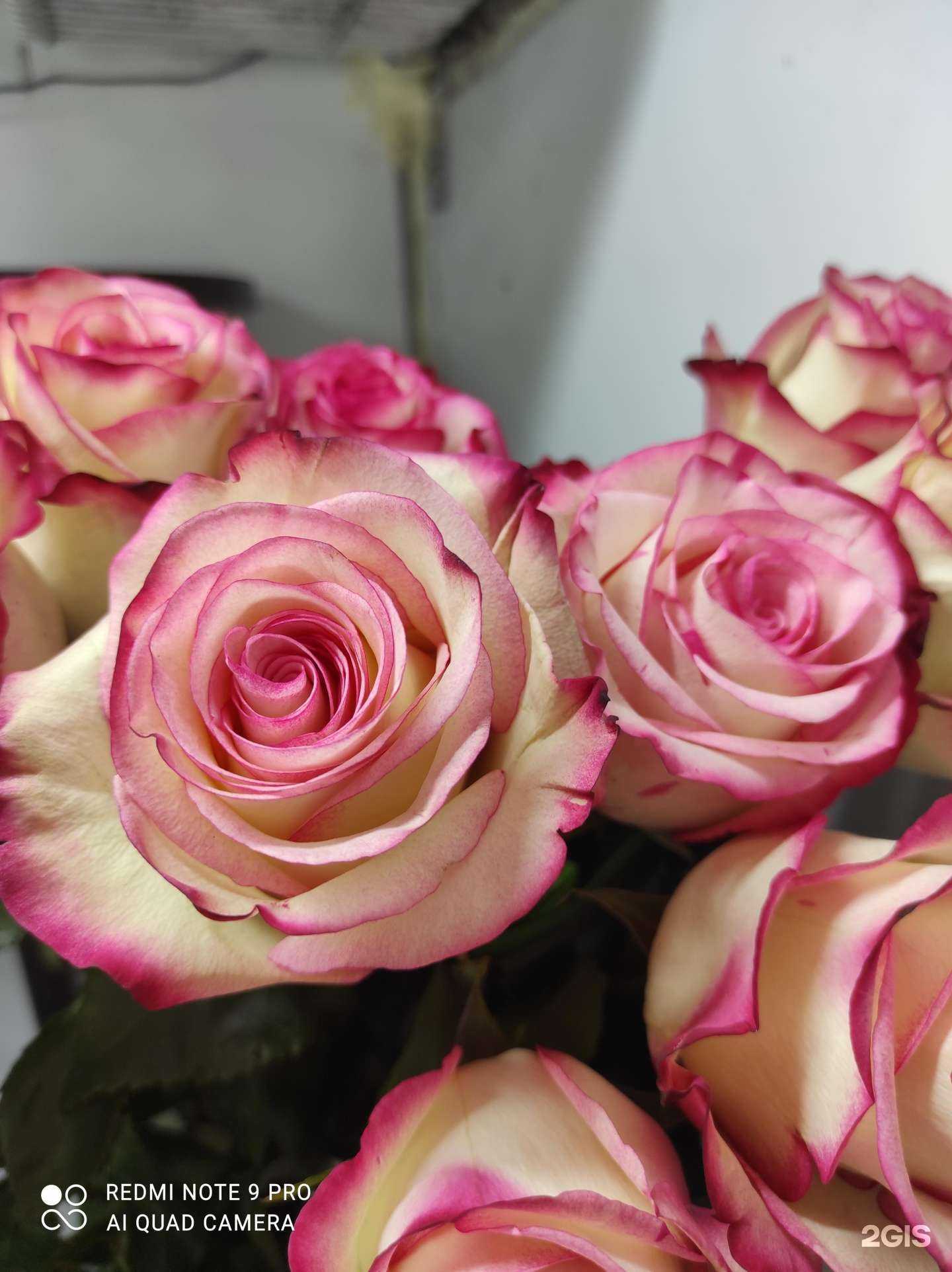 Отзывы на компанию Floristic в г. Самара c фото