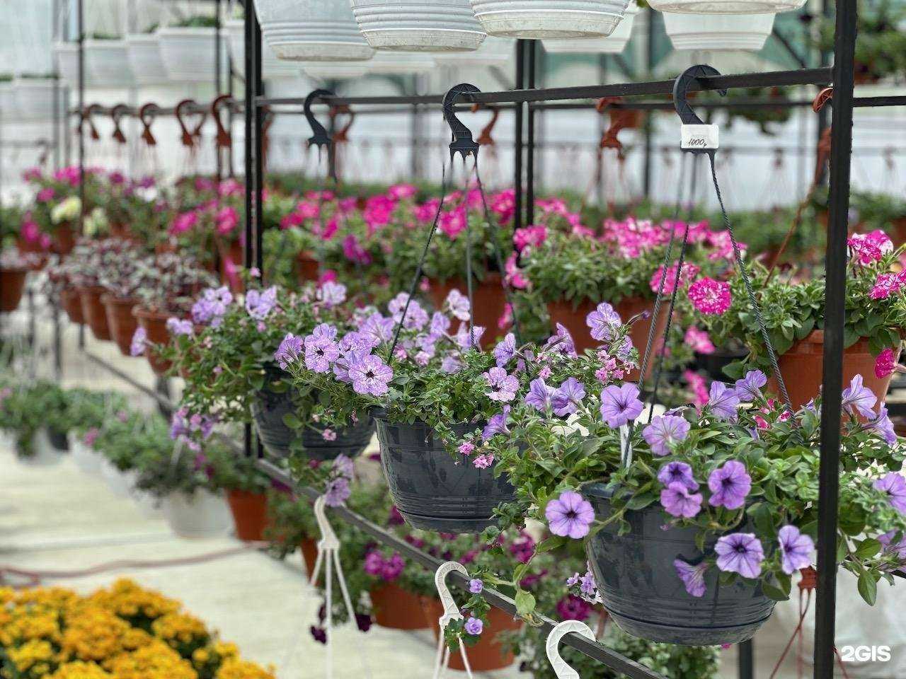 Отзывы на компанию Флора в Кемерове c фото