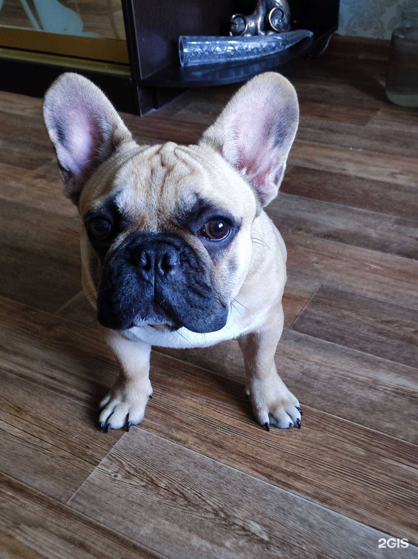 Отзывы на компанию Диплодок в Нижнем Новгороде c фото