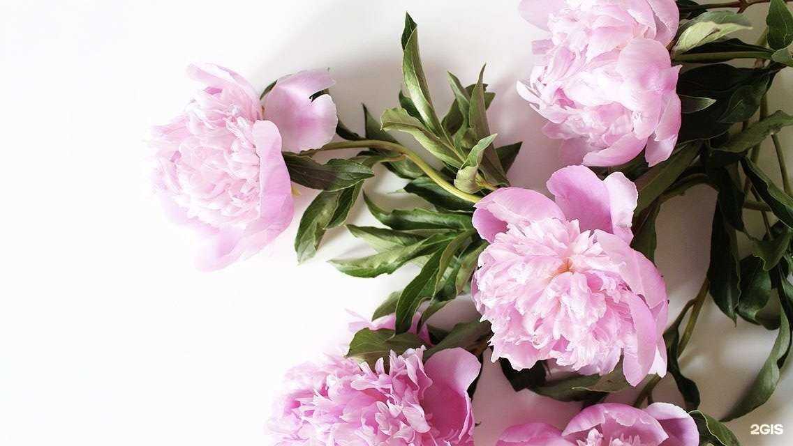 Отзывы на компанию Твоя в г. Нижневартовск c фото