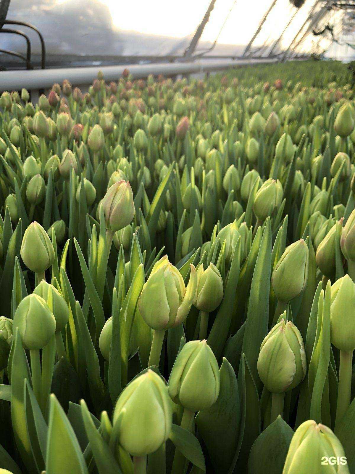 Отзывы на компанию Амалия в г. Ижевск c фото