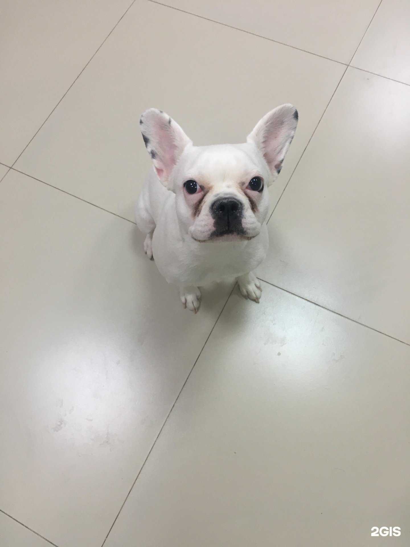 Отзывы на компанию Носики и хвостики в г. Якутск c фото