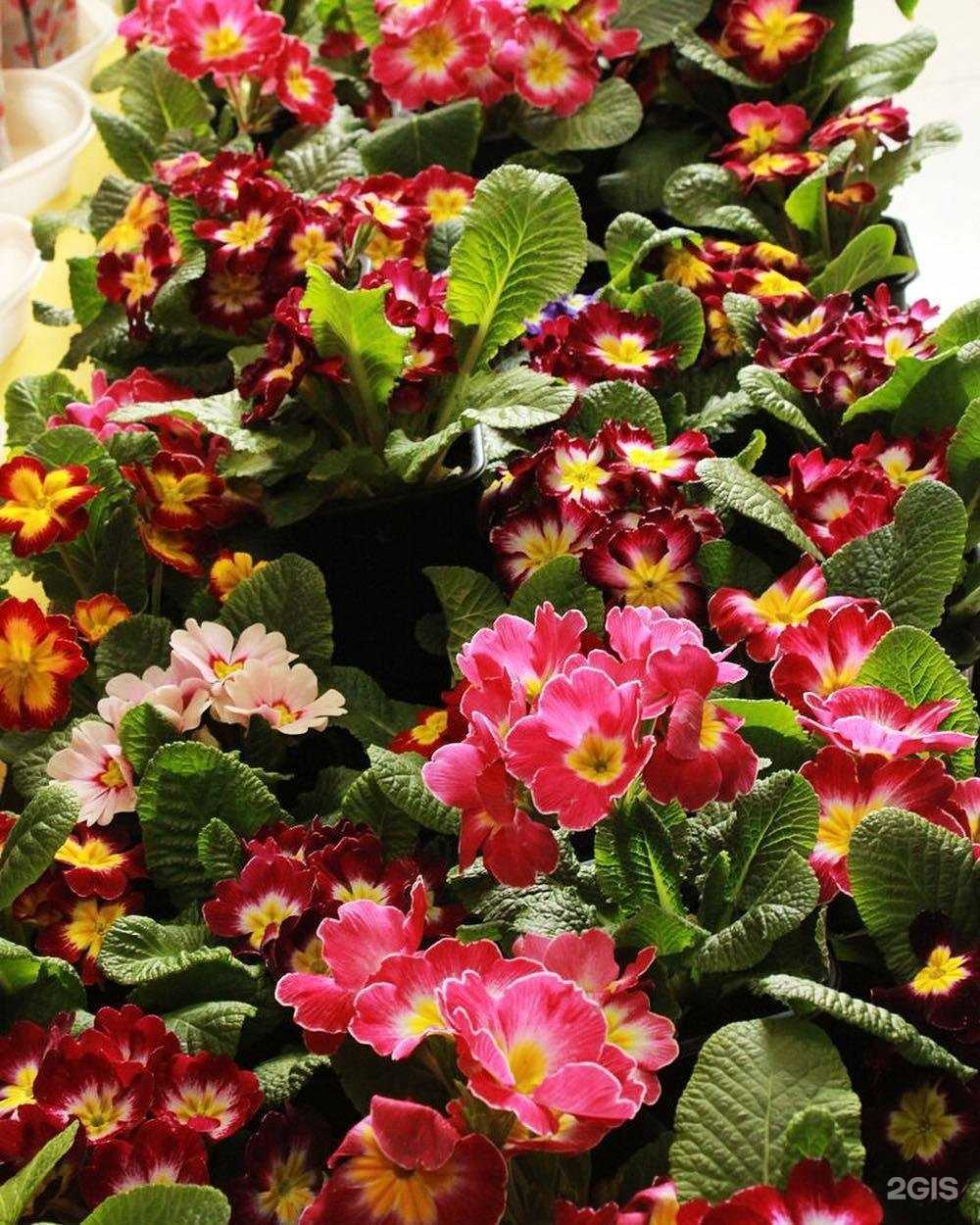 Отзывы на компанию Мир цветов в Уссурийске c фото