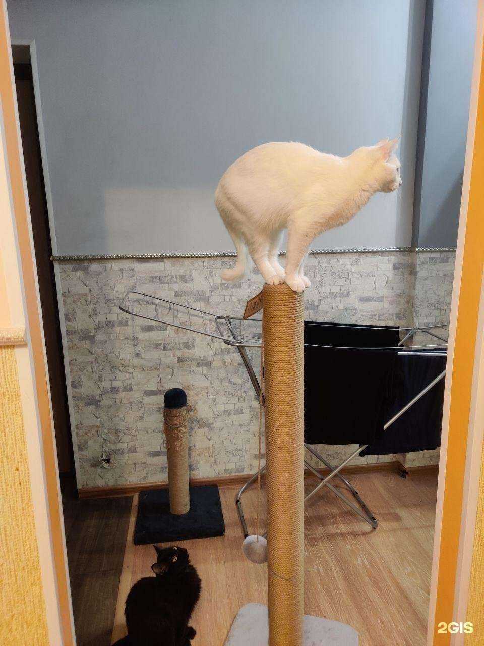 Отзывы на компанию КэтДог в Новосибирске c фото