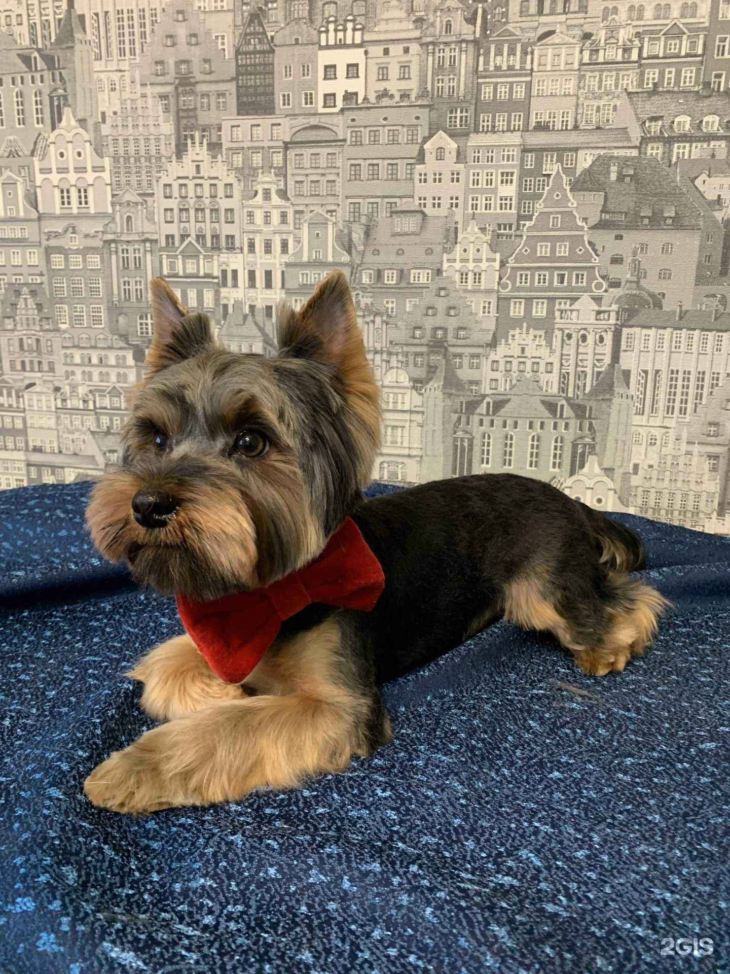 Отзывы на компанию Лапочки в г. Белгород c фото