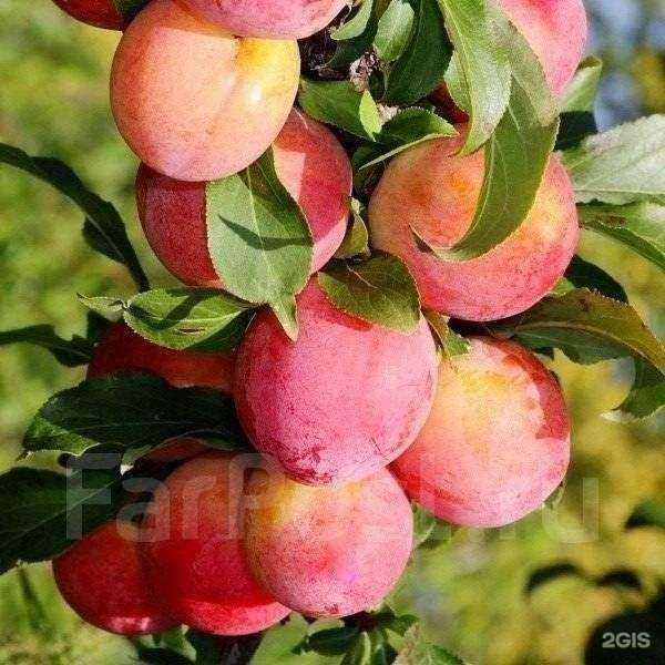 Отзывы на компанию Презент в г. Хабаровск c фото