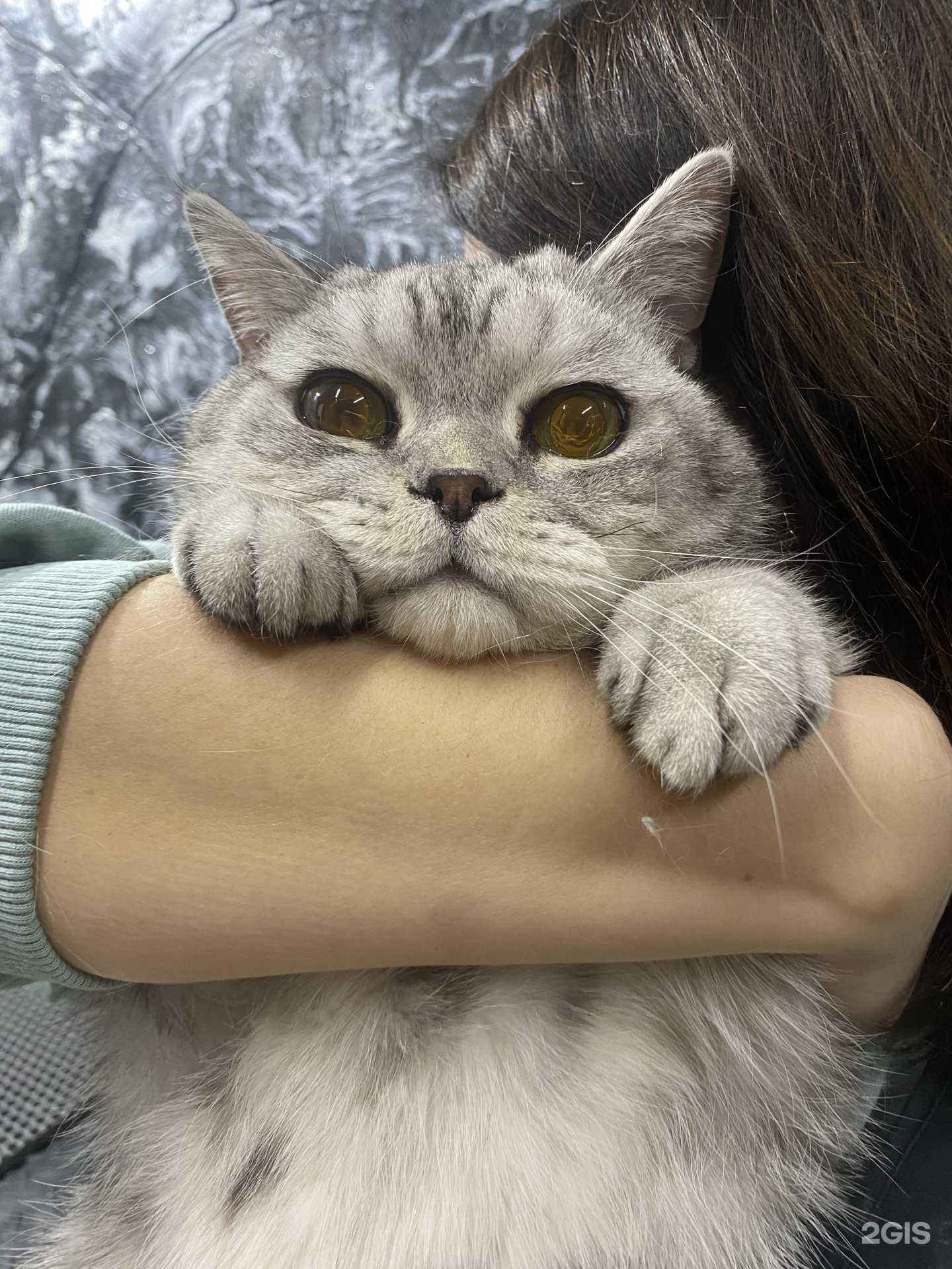 Отзывы на компанию От ушей до хвоста в г. Тула c фото