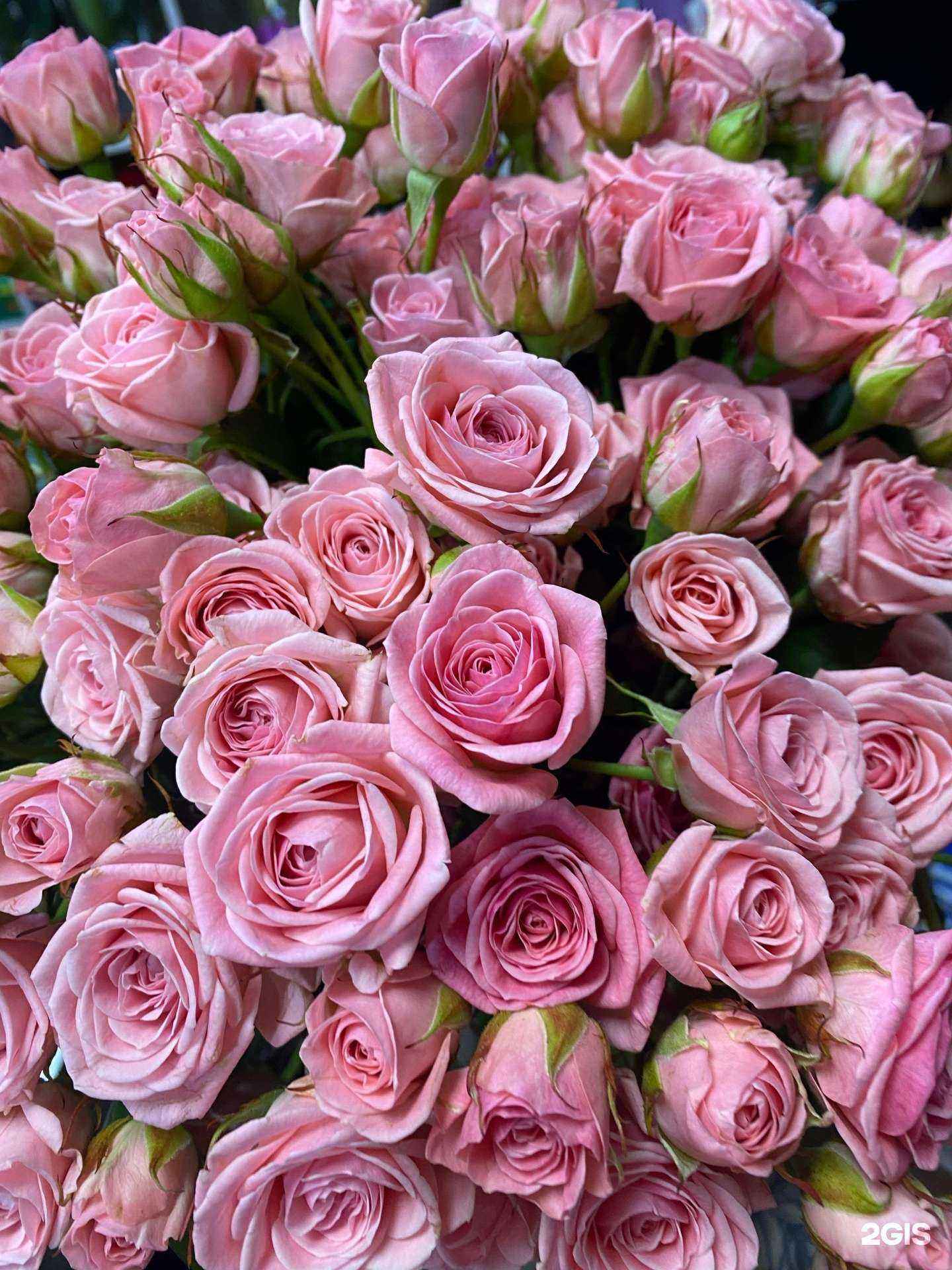 Отзывы на компанию Мята в г. Улан-Удэ c фото