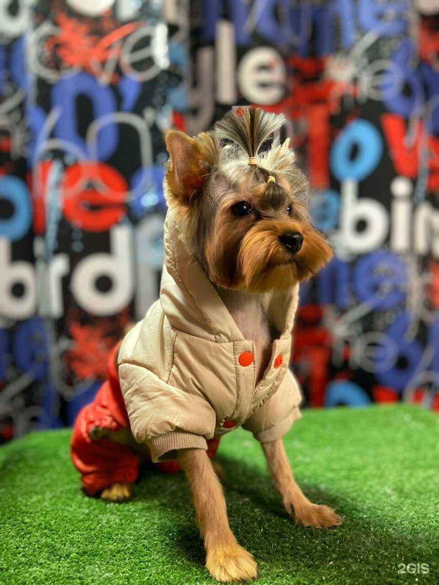 Отзывы на компанию Стильный питомец в г. Курск c фото