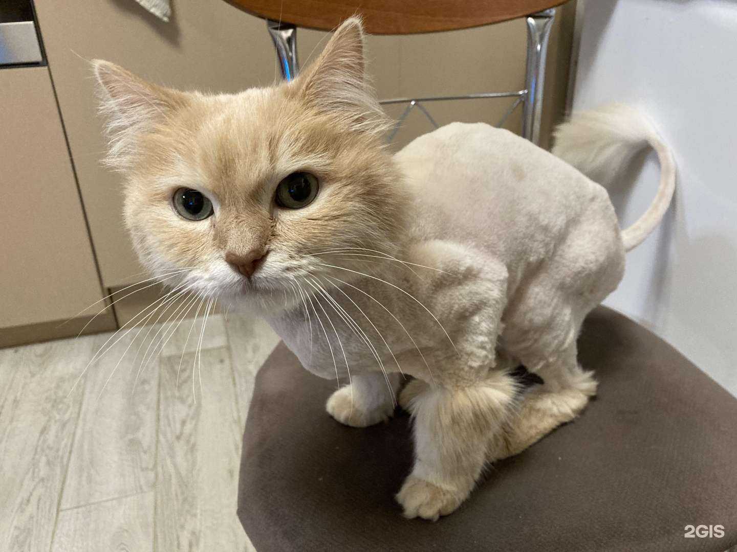 Отзывы на компанию Студия груминга в г. Екатеринбург c фото