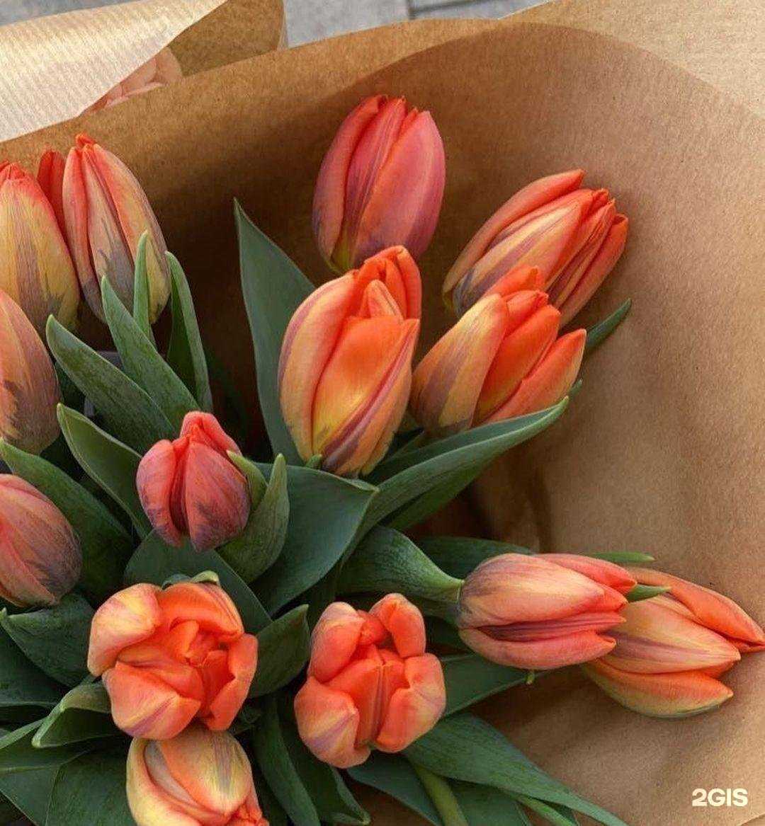 Отзывы на компанию Plazo в Липецке c фото