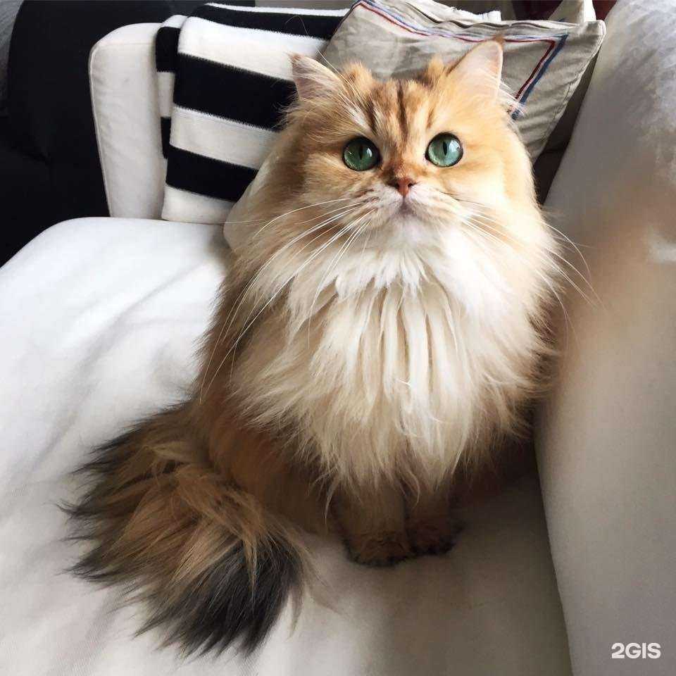 Отзывы на компанию Адвокат Голиков А.А. в Белореченске c фото