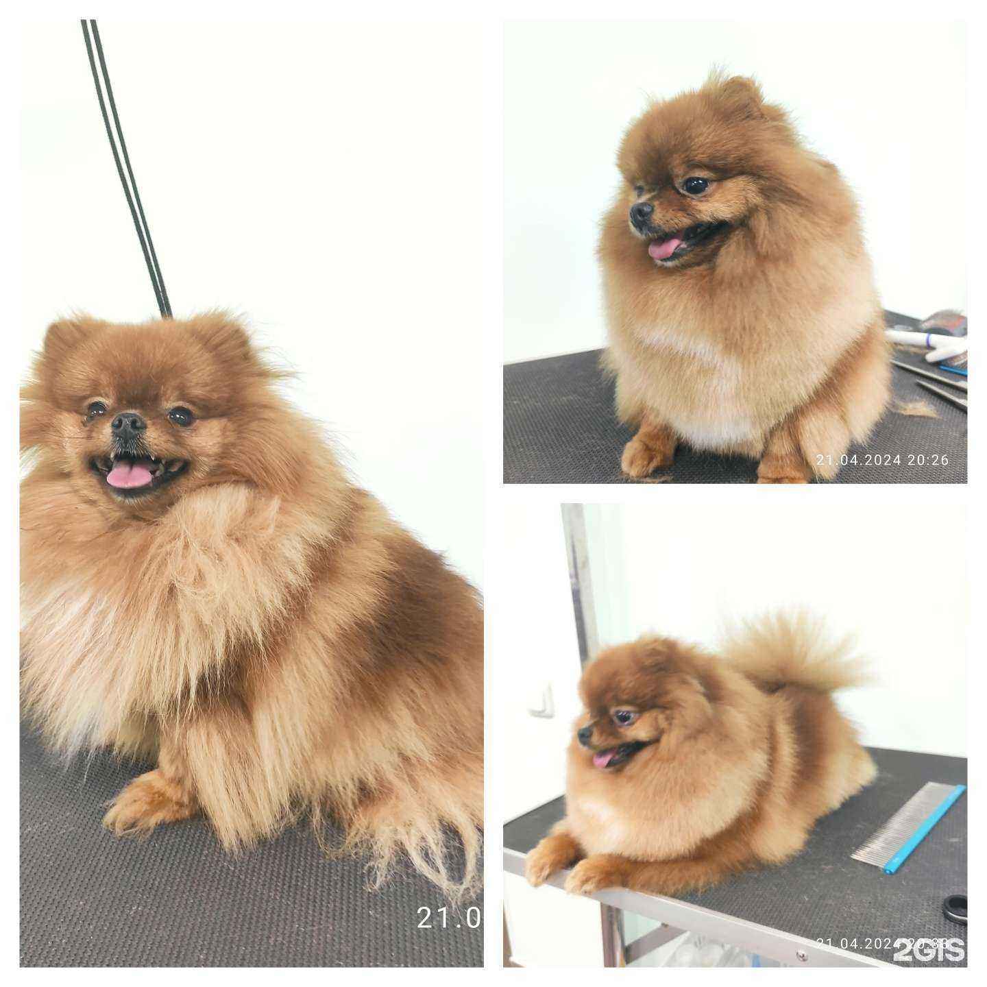 Отзывы на компанию Студия груминга в Красноярске c фото