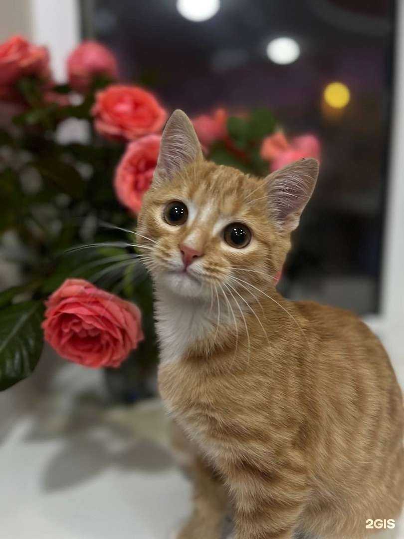 Отзывы на компанию ЗооСити+ в г. Магнитогорск c фото