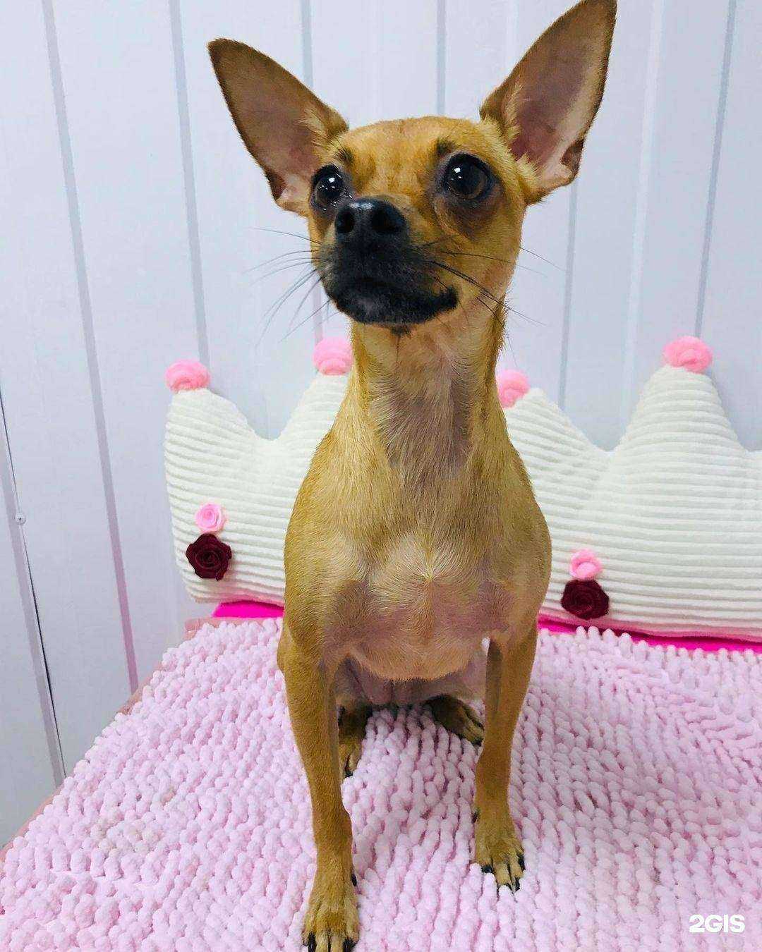 Отзывы на компанию Зоостиль в Заринске c фото