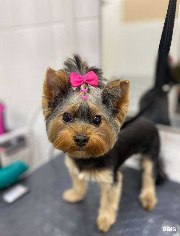 Отзывы на компанию Vgrooming в г. Прокопьевск c фото