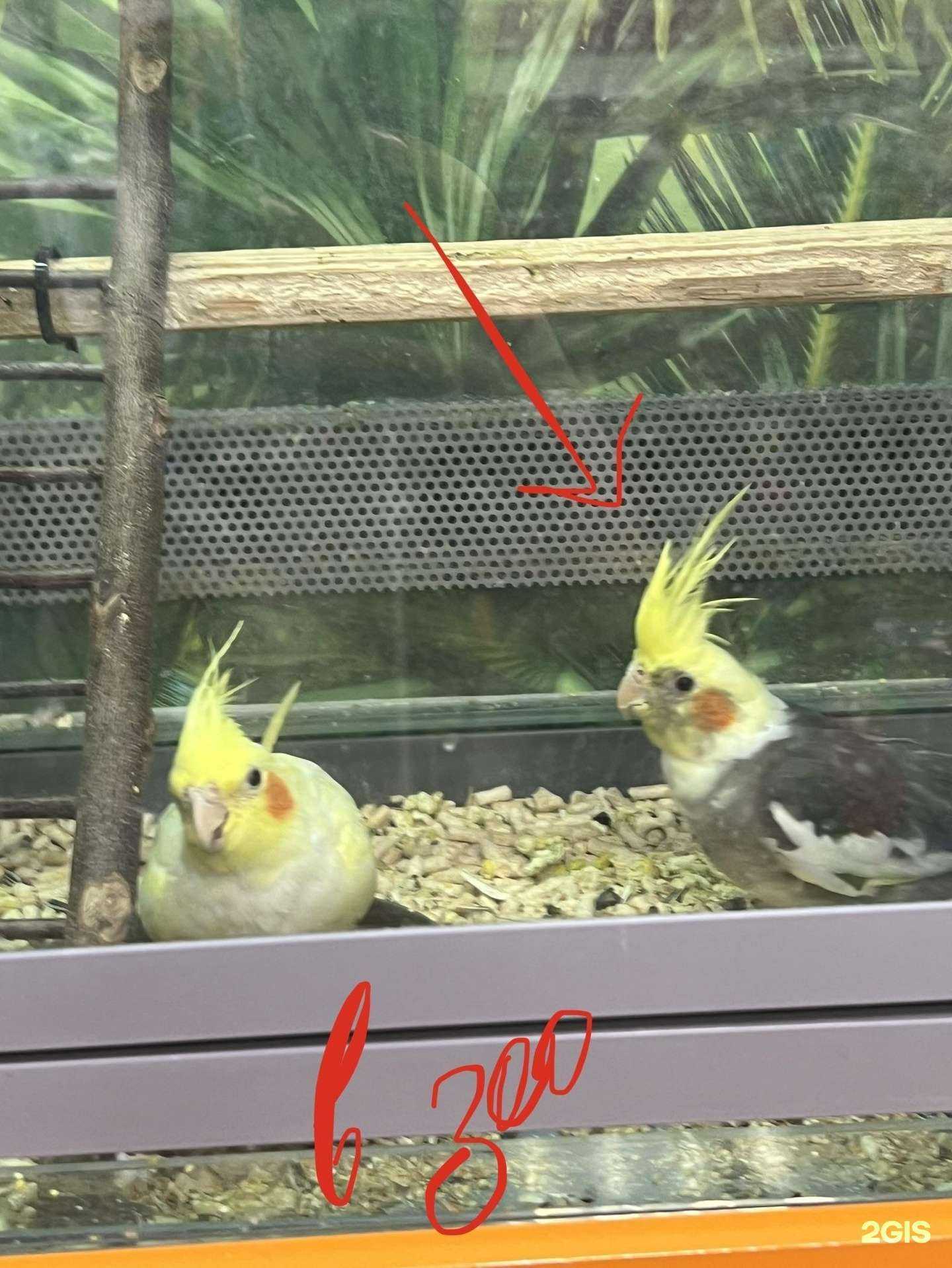 Отзывы на компанию Четыре лапы в г. Воронеж c фото