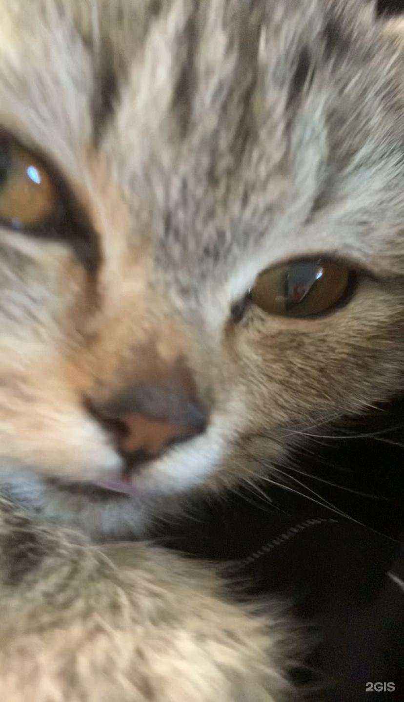 Отзывы на компанию Зоодом в Абакане c фото