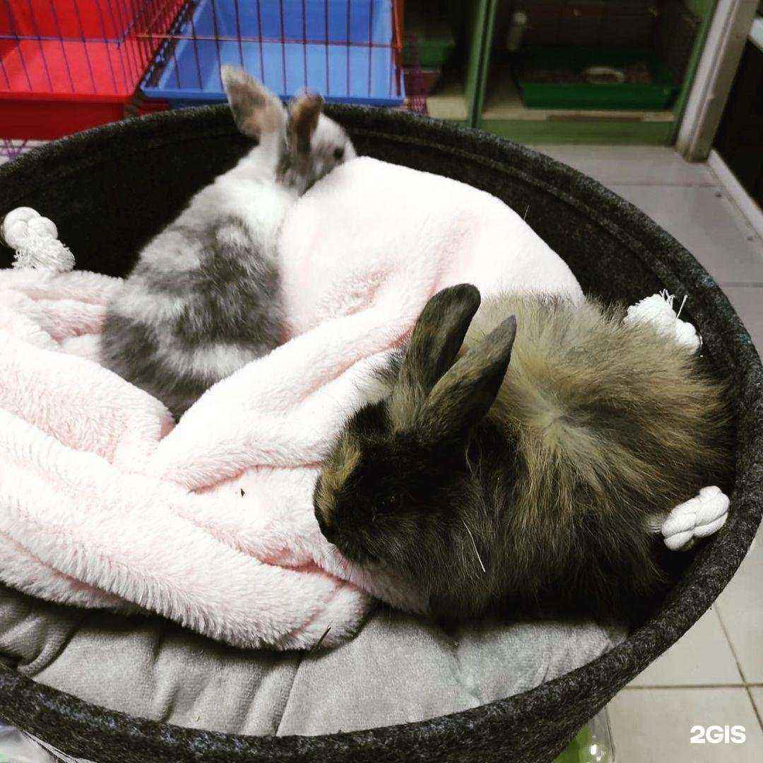 Отзывы на компанию Agent zoo в Набережных Челнах c фото