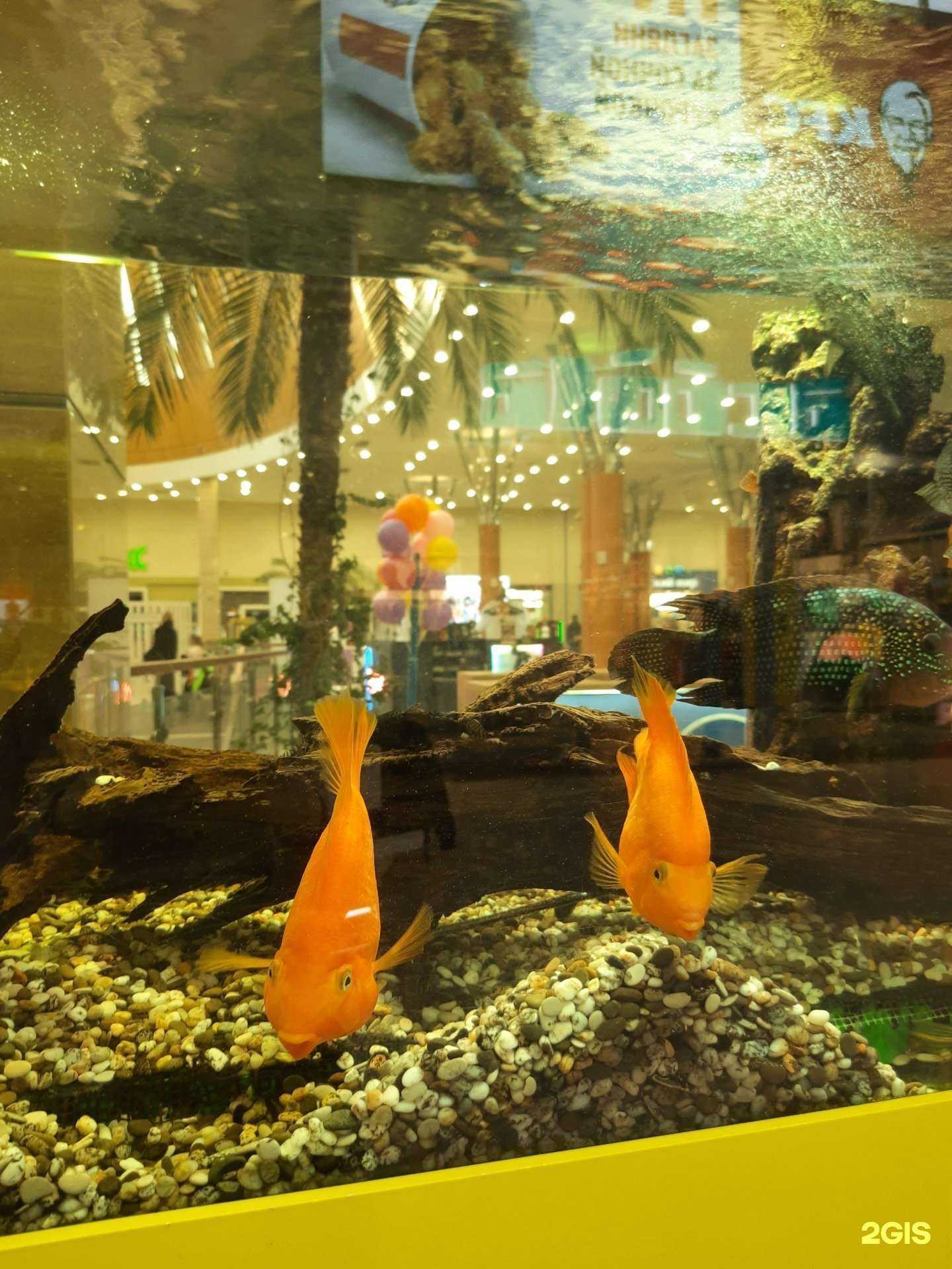 Отзывы на компанию Море Желаний в Казани c фото