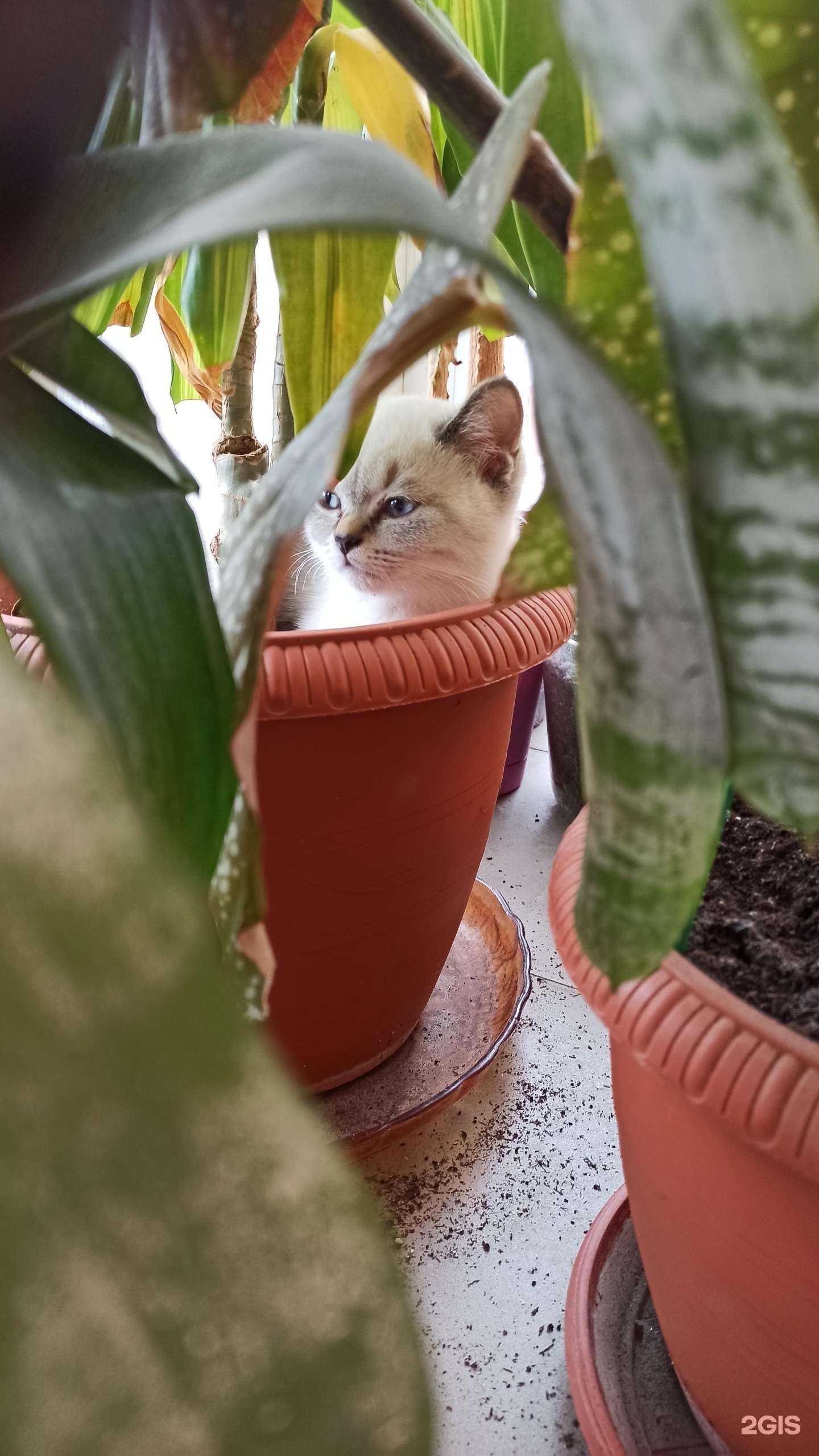 Отзывы на компанию Шампунь в Краснодаре c фото