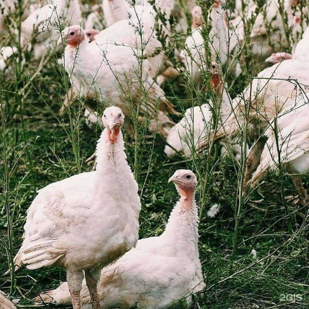 Отзывы на компанию Борская индейка в Самаре c фото