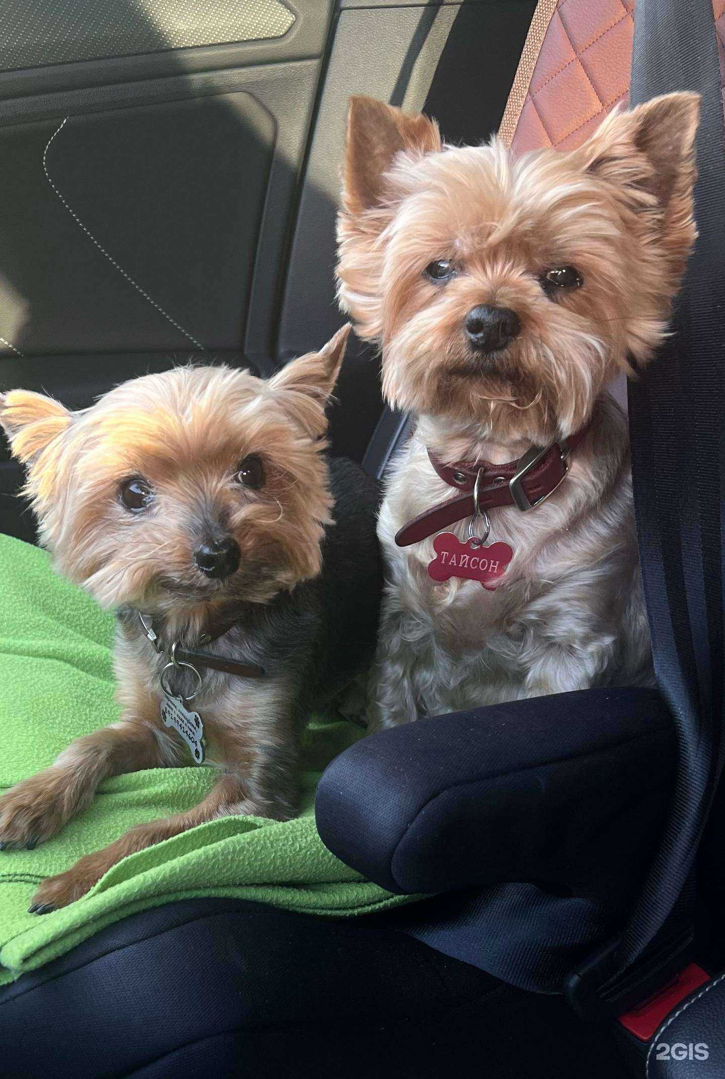 Отзывы на компанию Городская станция по борьбе с болезнями животных г.  Тюмень в Тюмени c фото