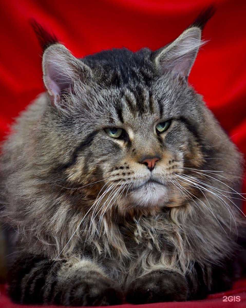 Отзывы на компанию Dog grooming  в Липецке c фото