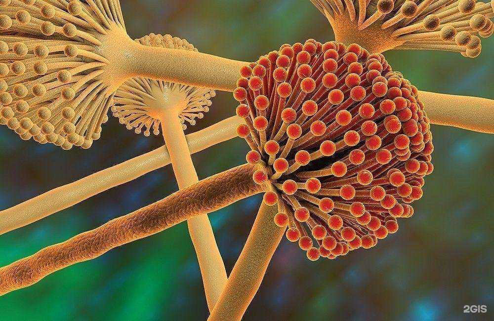 Отзывы на компанию Biolatic в Кемерове c фото