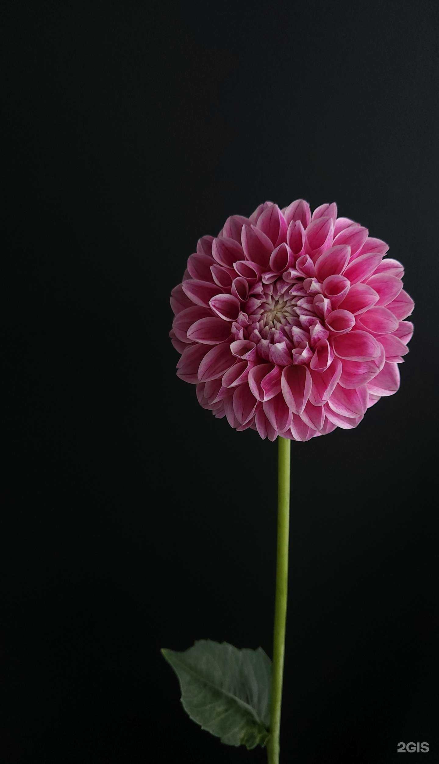 Отзывы на компанию Кактус в Коломне c фото