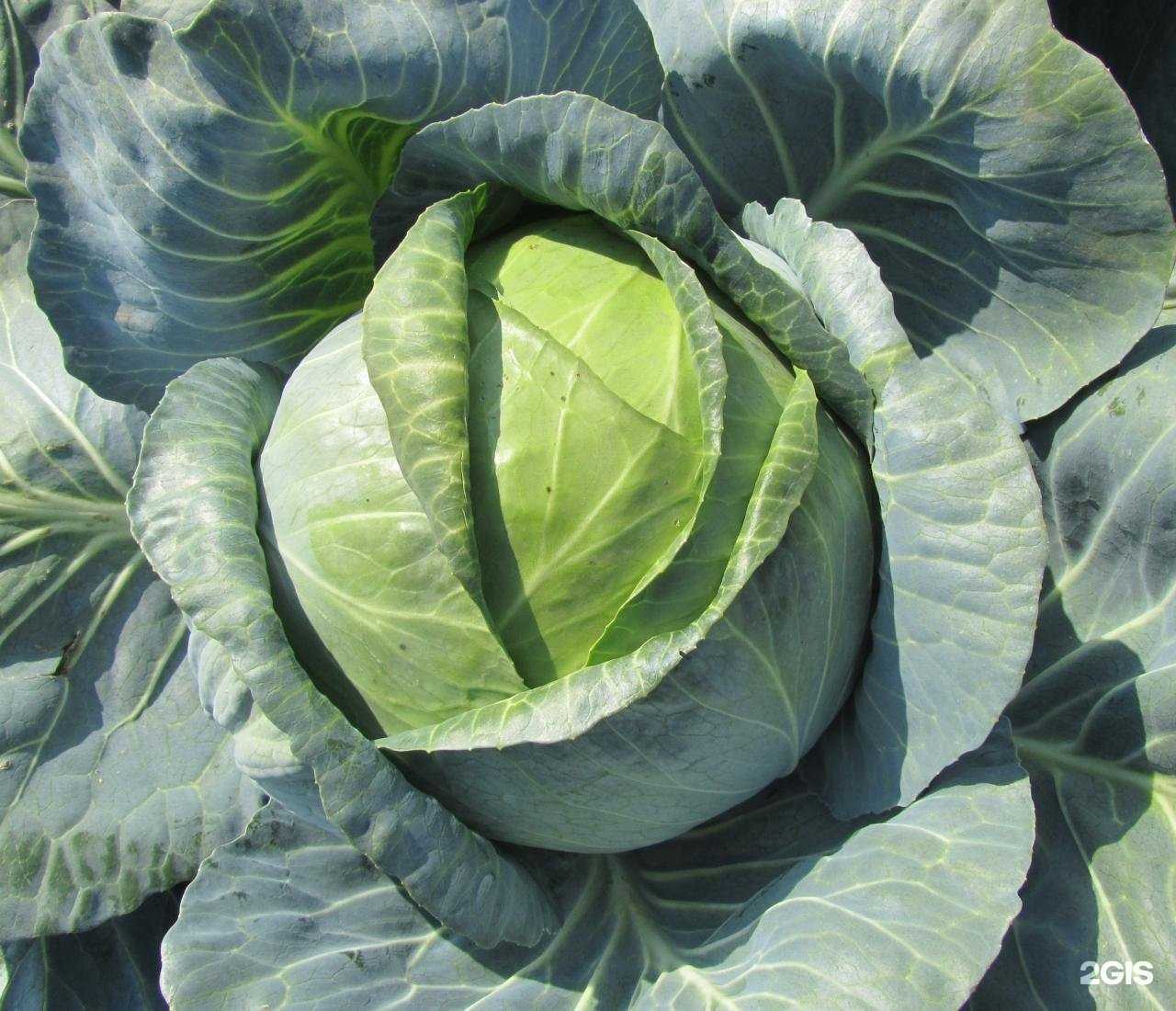 Отзывы на компанию Урожайная грядка в Раменском c фото