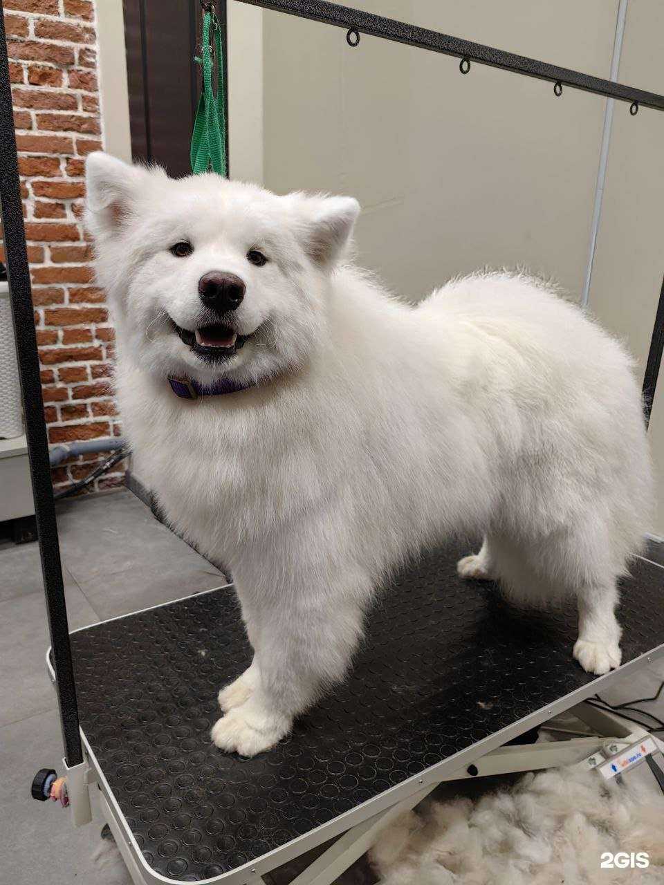 Отзывы на компанию VetUniverse Groom в Казани c фото