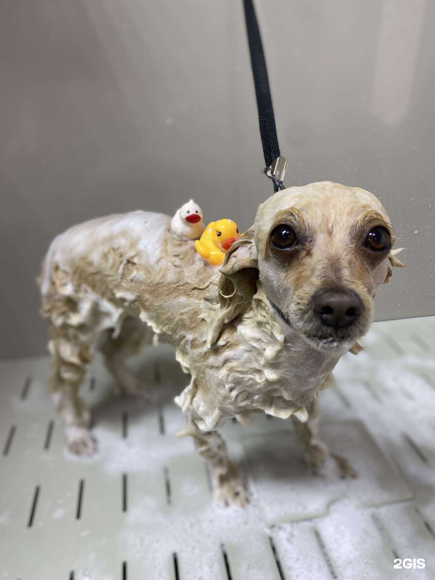 Отзывы на компанию Zooлавка в г. Абакан c фото