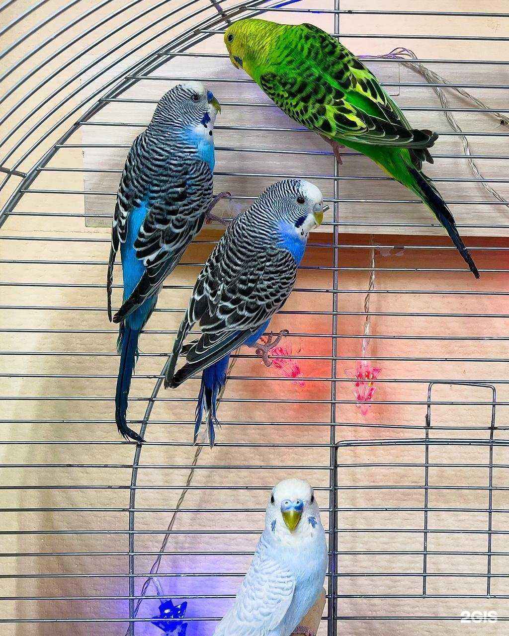 Отзывы на компанию Лапkа в Кемерове c фото