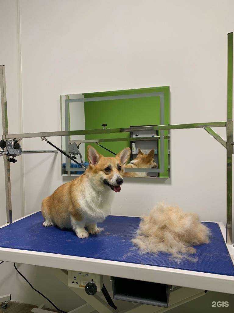 Отзывы на компанию Лион в Сочи c фото