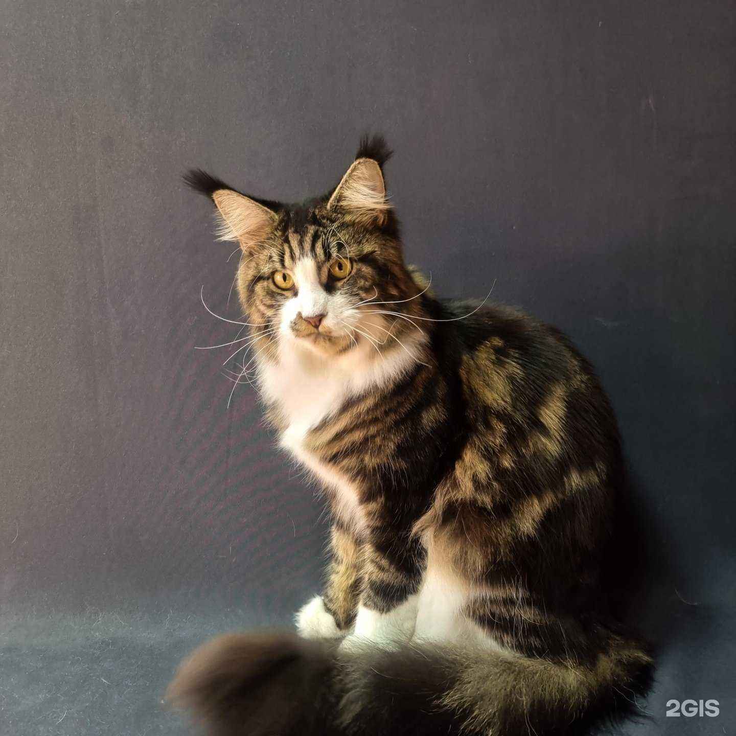 Отзывы на компанию Хвостун в Чите c фото