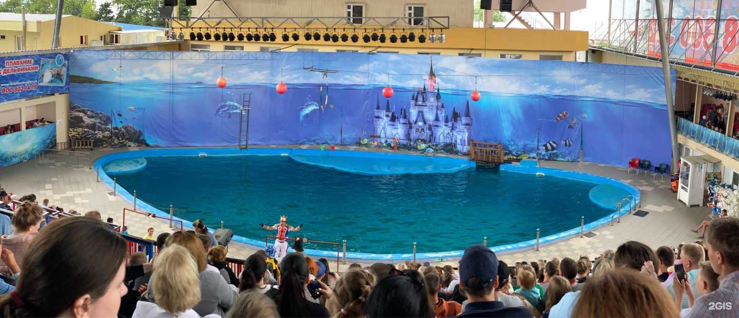 Отзывы на компанию Дельфин в Сочи c фото - фотография 2 из 2