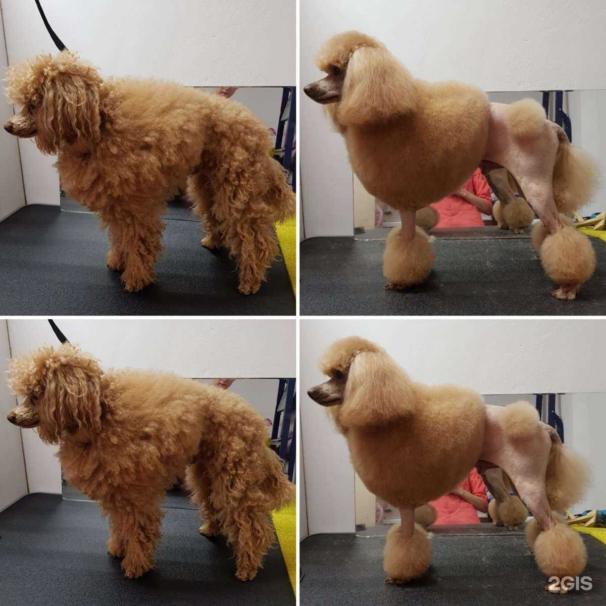 Отзывы на компанию Чаки лаки в Петрозаводске c фото