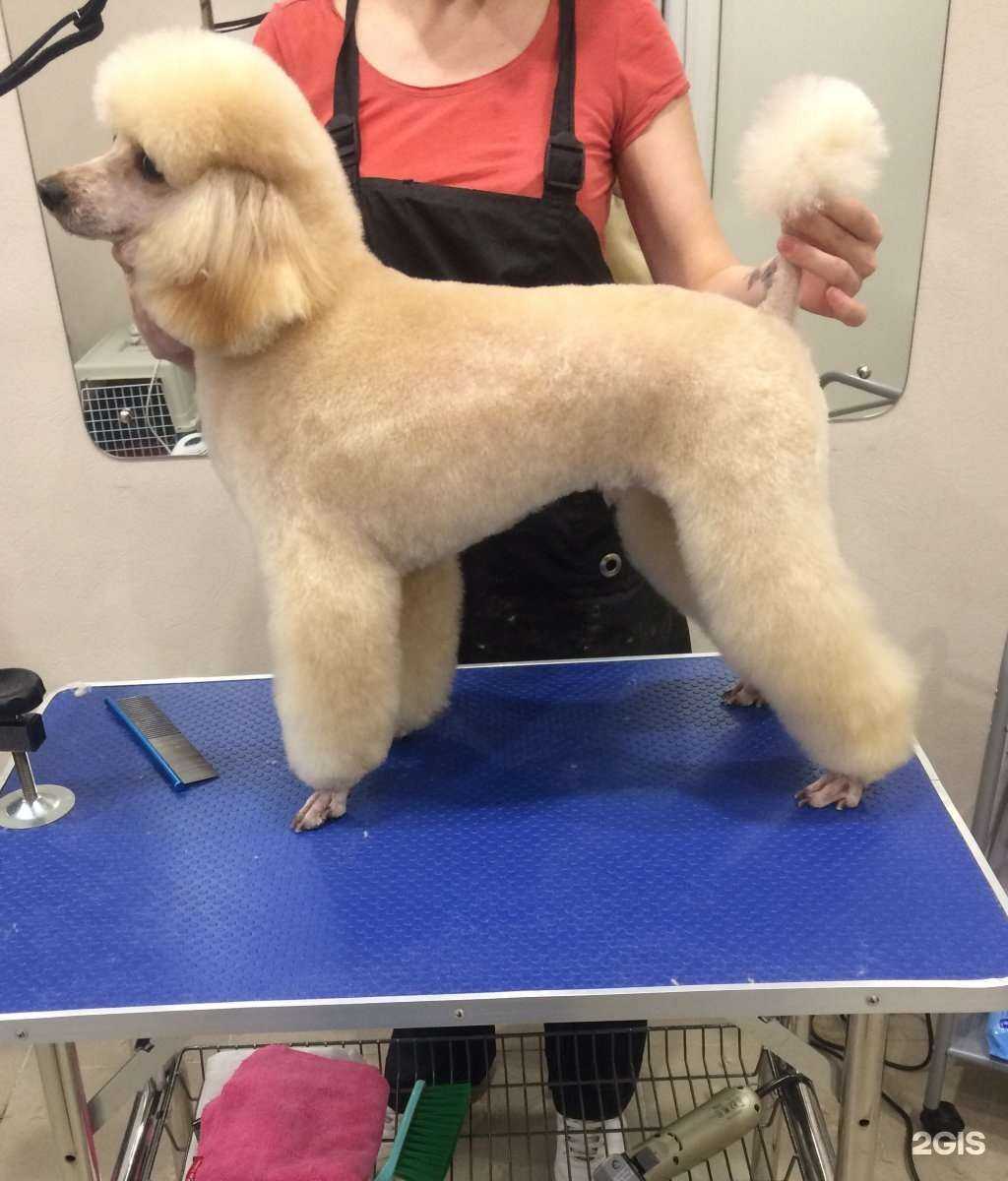 Отзывы на компанию Dandy в Сургуте c фото