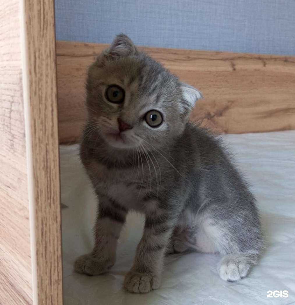 Отзывы на компанию Пушистые лапки в г. Набережные Челны c фото