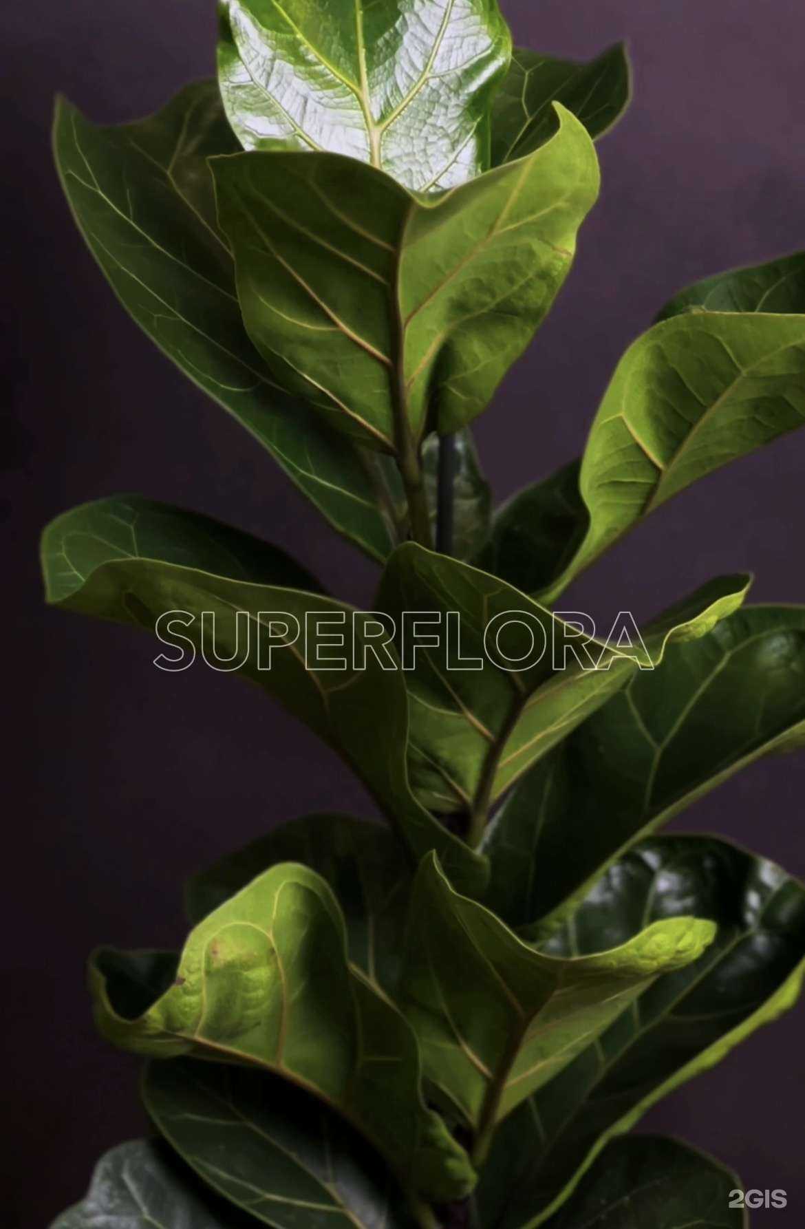 Отзывы на компанию Супер-флора в Нижневартовске c фото