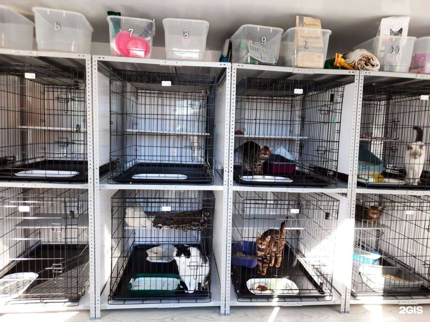 Отзывы на компанию Кошкин дом в г. Хабаровск c фото