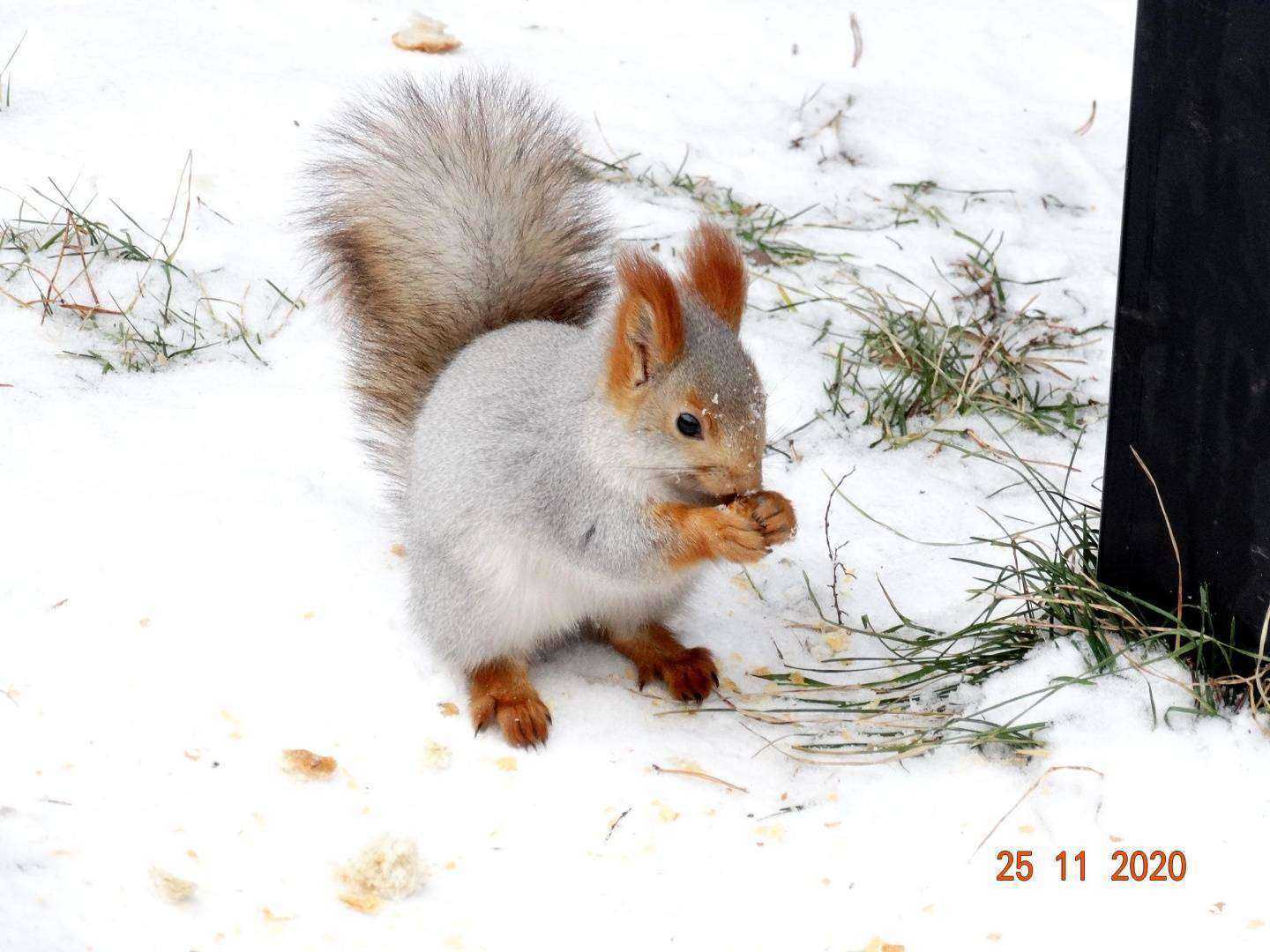 Отзывы на компанию Локомотив в Новосибирске c фото - фотография 2 из 2