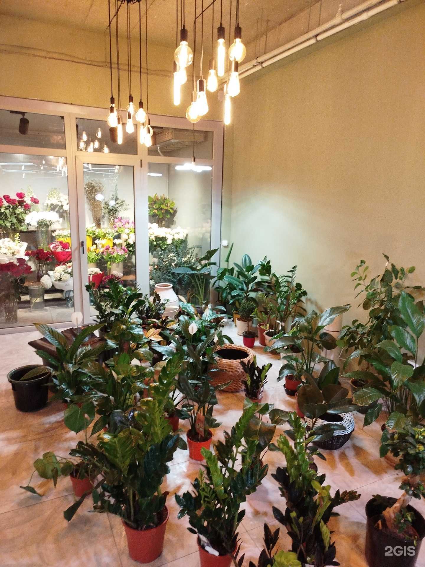 Отзывы на компанию Pro Plantas в г. Махачкала c фото