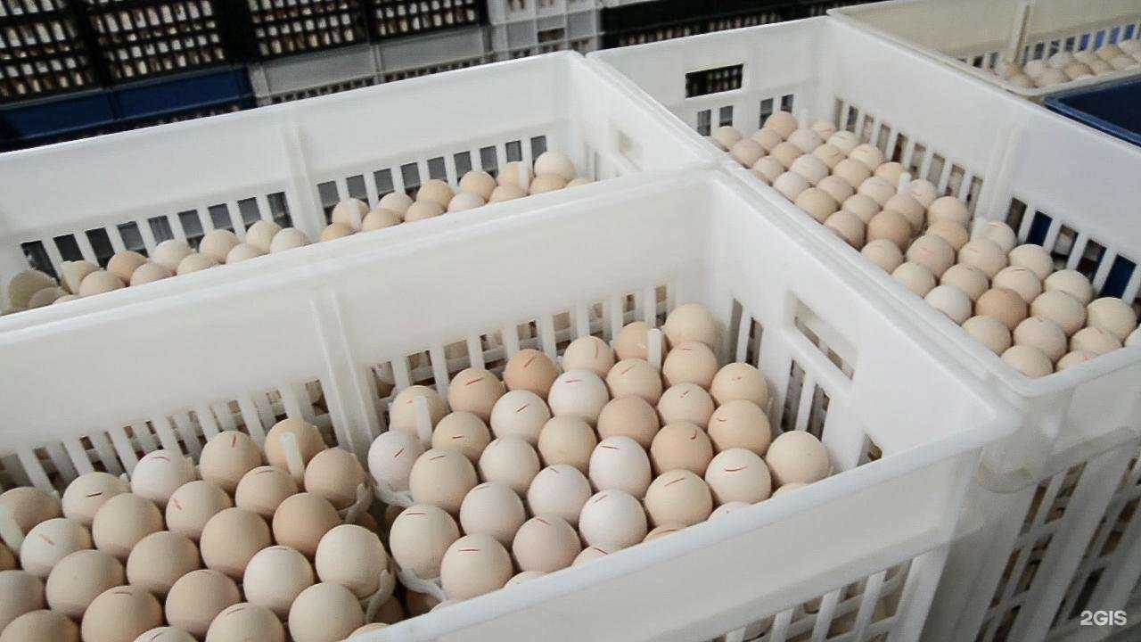 Отзывы на компанию Ярославский бройлер в Ярославле c фото