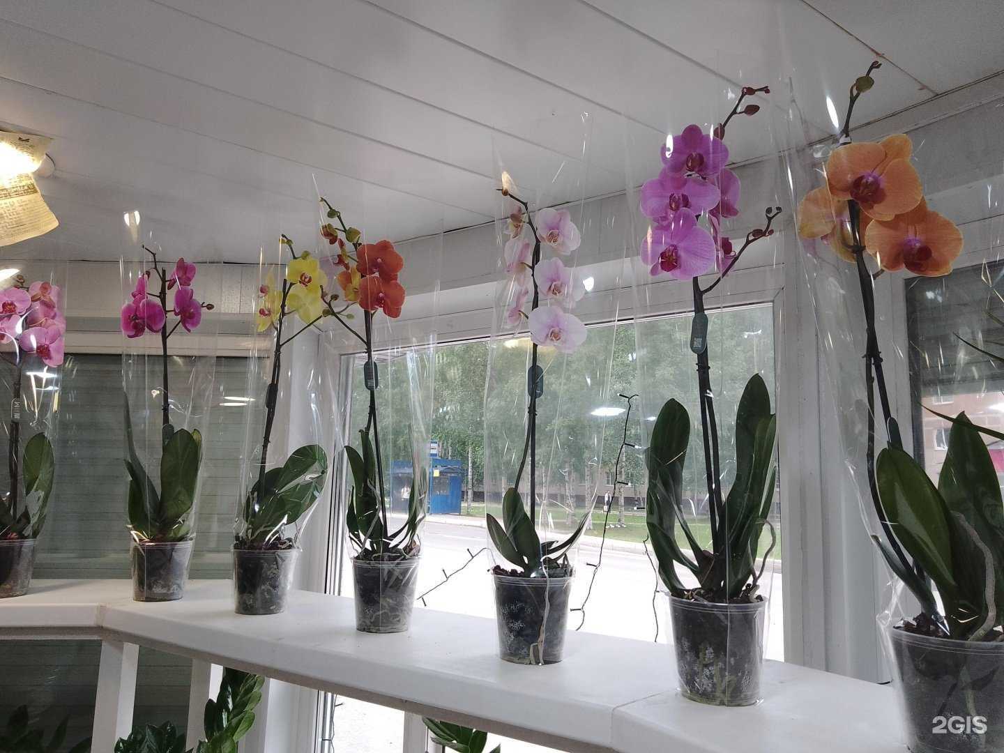 Отзывы на компанию Цветочный магазин в Нижневартовске c фото - фотография 2 из 2