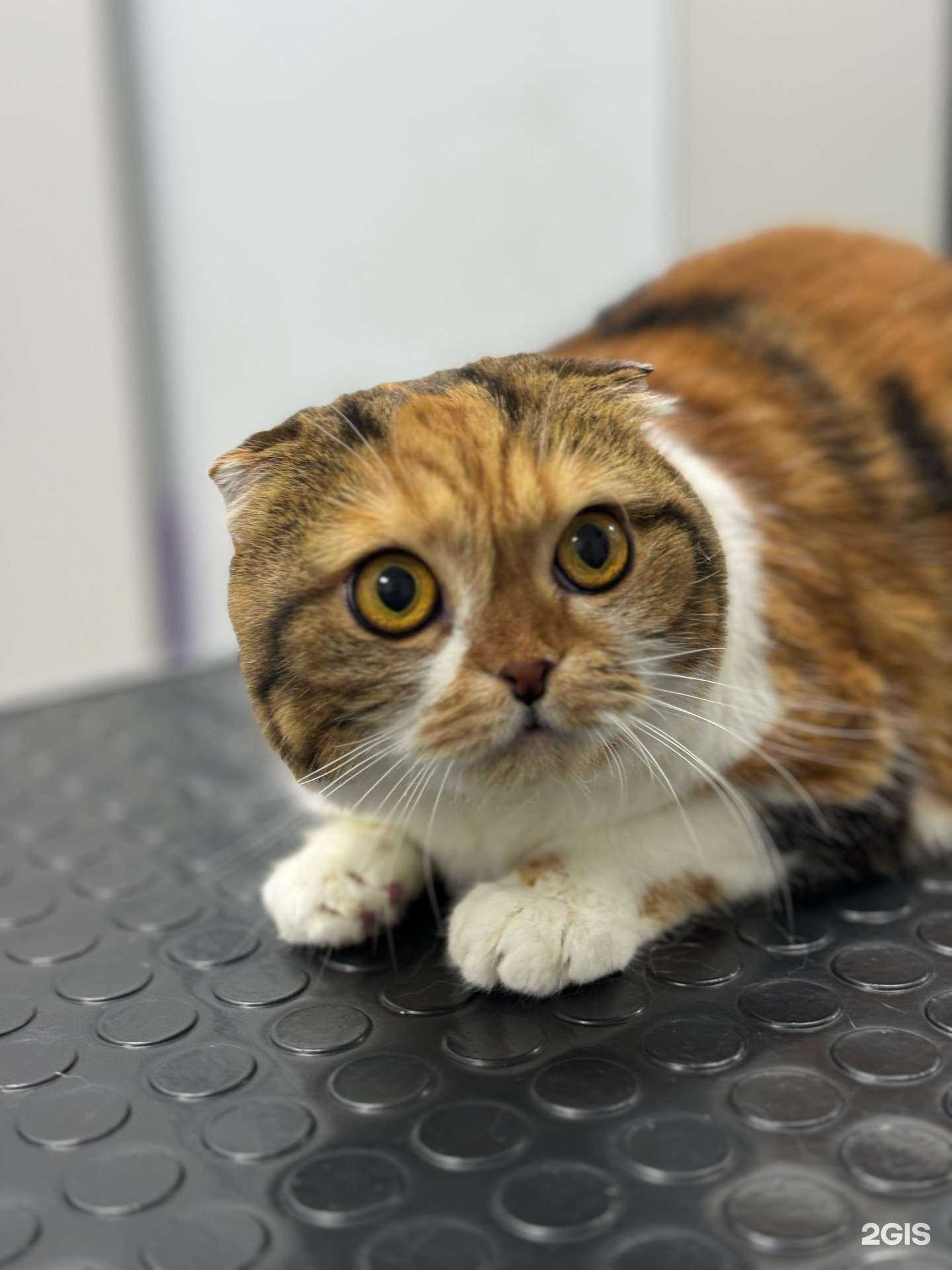 Отзывы на компанию Груминг-салон в г. Самара c фото