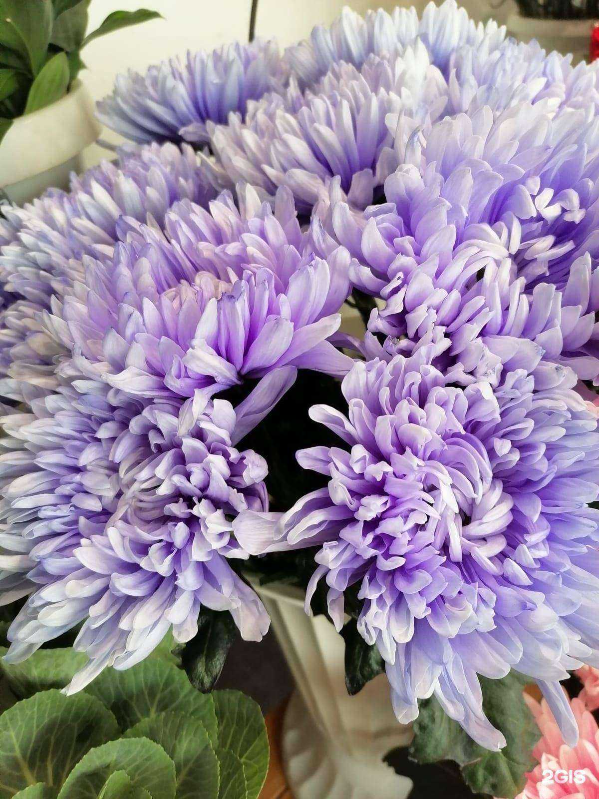 Отзывы на компанию Салон цветов в г. Красноярск c фото