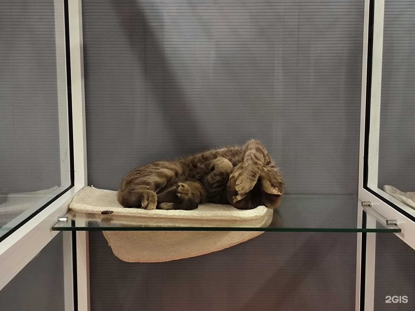 Отзывы на компанию КотКурорт в г. Тольятти c фото