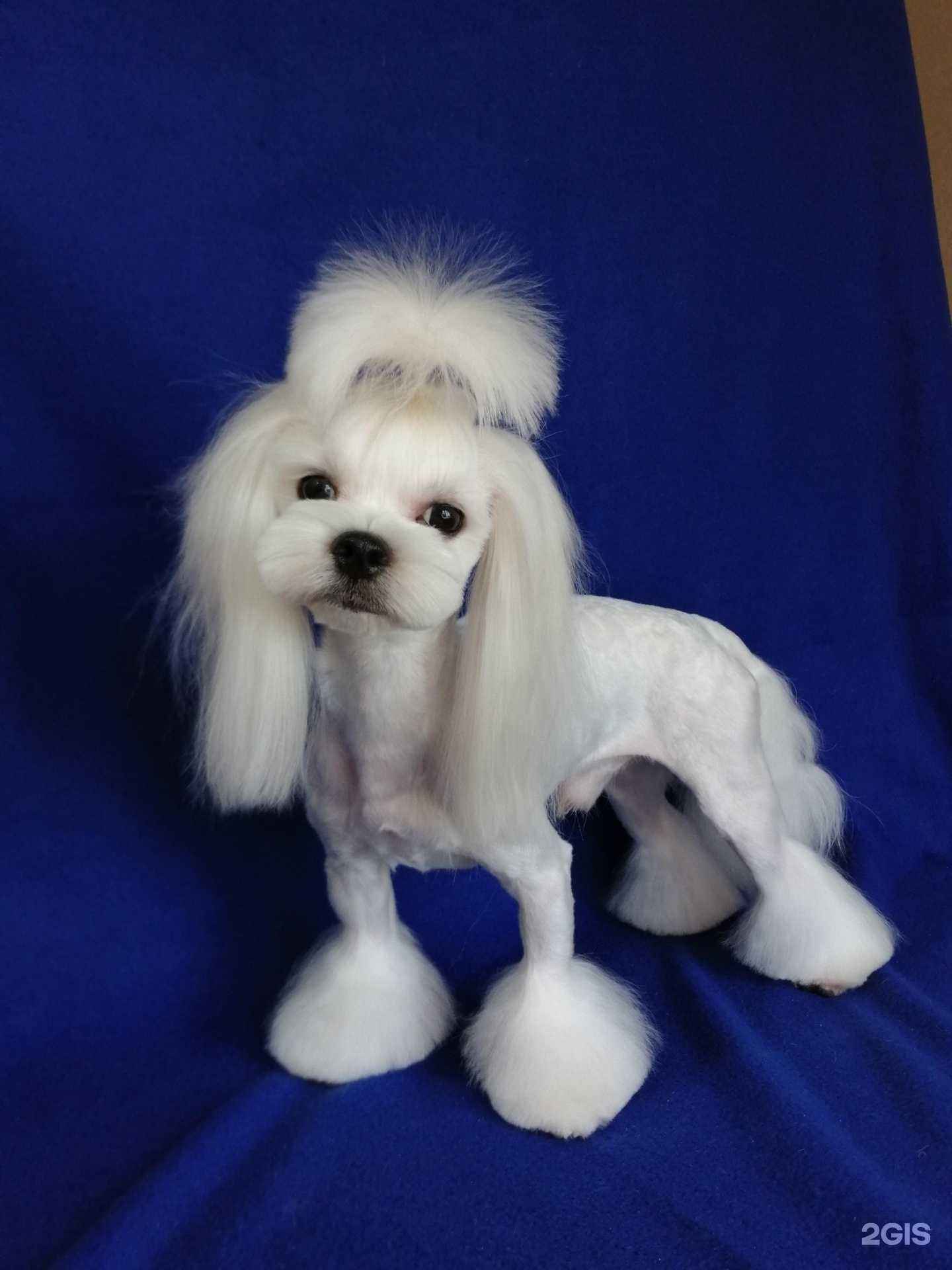 Отзывы на компанию Зоосалон в г. Тольятти c фото